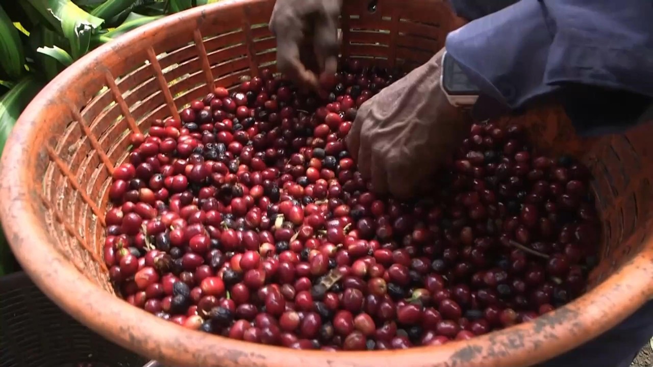 El café Geisha panameño rebasa la taza y abre nuevos negocios
