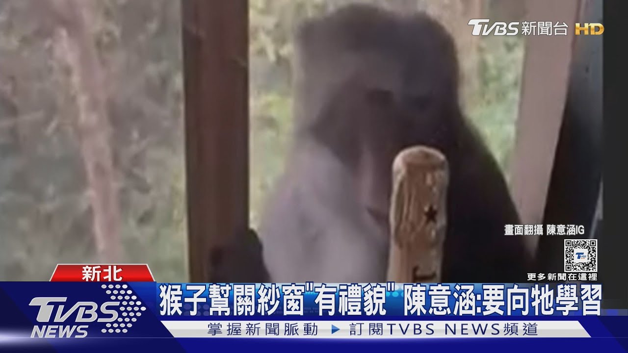 袁艾菲山區豪宅遭闖！「巨大猴子」家中逛大街　愛貓險被襲擊