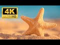 Exploring The Wilderness World Starfish Wild Animals In 4K ULTRA HD Relaxing Animals Sound