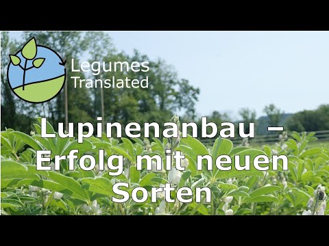 Lupinenanbau - Erfolg mit neuen Sorten
