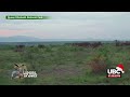 LIVE BUFFALO SAFARI LODGE QUEEN ELIZABETH NATIONAL PARK DECEMBER 05 2024