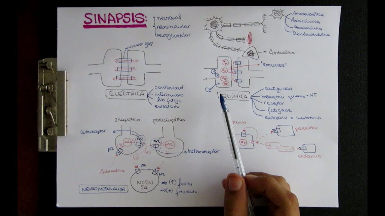 SINAPSIS ELECTRICA Y QUIMICA - NEUROTRANSMISORES