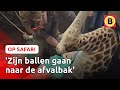 Zo wordt een GIRAFFE GECASTREERD ?| Op Safari