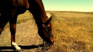 MG - Which Way Does That Old Pony Run