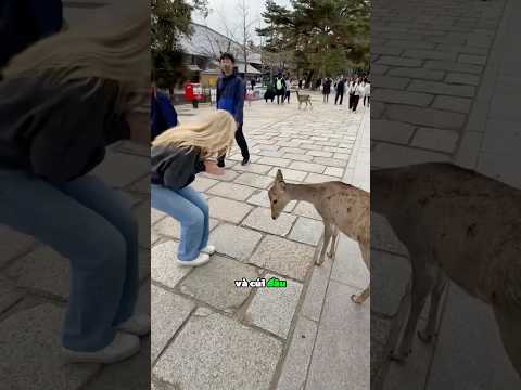 Cô gái cúi đầu chào đàn nai, nhưng lại quên một quy tắc quan trọng 😳
