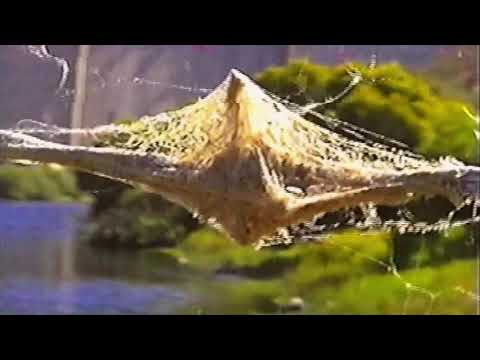 Curtis Heron - I'm In Love With Your Reflection