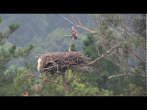 Urdaibai Bird Center - Aguila pescadora