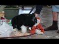 Bernedoodle dogs for sale: Harper - Video 1