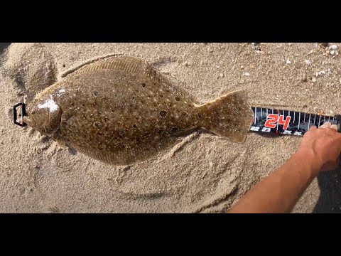 Shore Fluke (Summer Flounder) Fishing - Post Storm Success