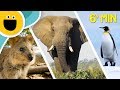 Wild Clips Animals Compilation | Animal Songs for Kids (Sesame Studios)