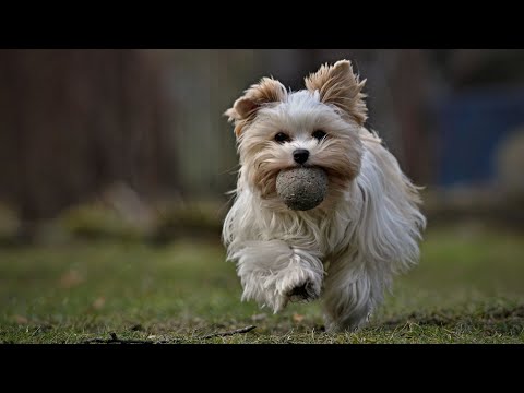 What are the differences between Havanese and Maltese breeds?
