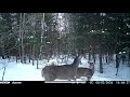 ️relaxing Deer In The Snow Trail Camera Winter Wildlife
