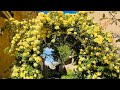 Yellow Lady Banks Rose Spring Bloom Climbing Rose Rambling Rose Lady Banks Rose Spring Yellow Rose