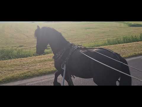 Stal Okkema's Femme - Eise x Meinse - star stallion - 1.63m - 2017