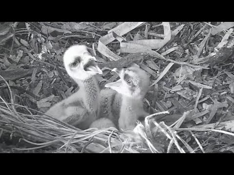 Port_Lincoln Osprey | Mom up and chicks start arguing with each other | September 27, 2022