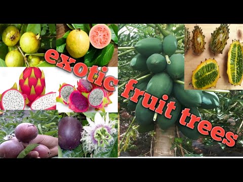 , title : 'Exotic and tropical fruit trees must grow in your  farm ,garden or at home'