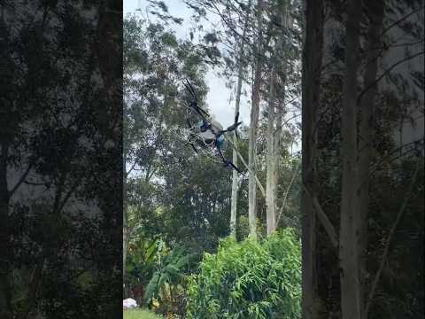 DJI T50 stuck on the top of a tree | Agri Drone Experience