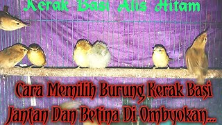 Download lagu CARA MEMILIH BURUNG KERAK BASI ALIS HITAM DI OMBYOKAN mp3 Download lagu CARA MEMILIH BURUNG KERAK BASI ALIS HITAM DI OMBYOKAN mp3