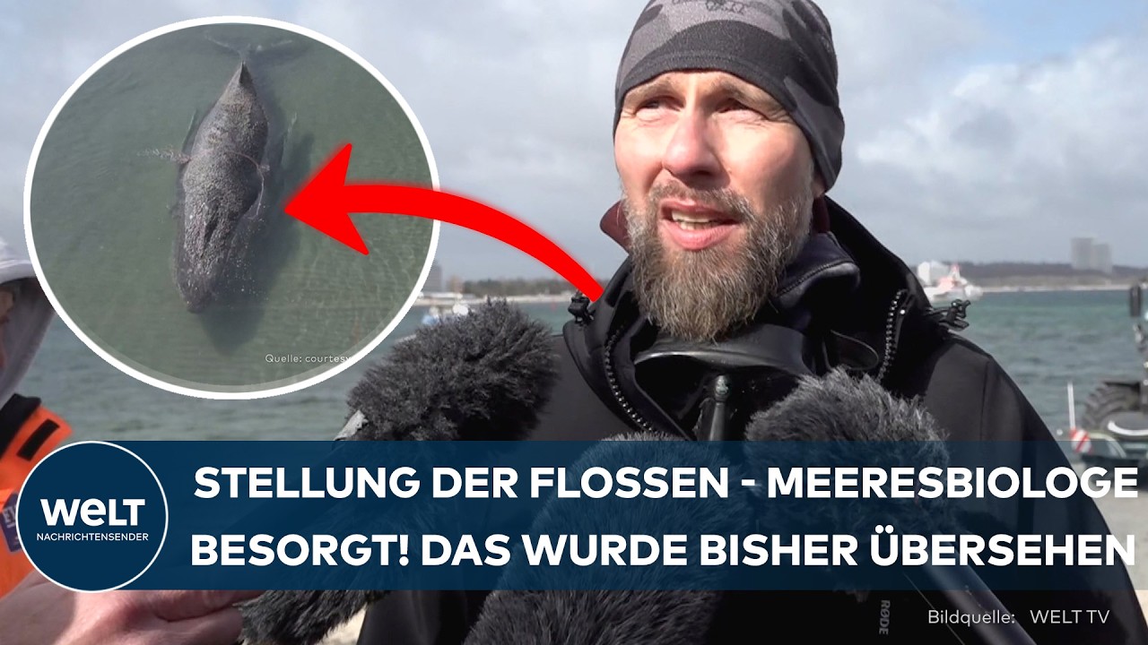 DRAMA AN DER OSTSEE: „Was mir Sorgen macht…“ | Meeresbiologe Robert Marc Lehmann zum Buckelwal