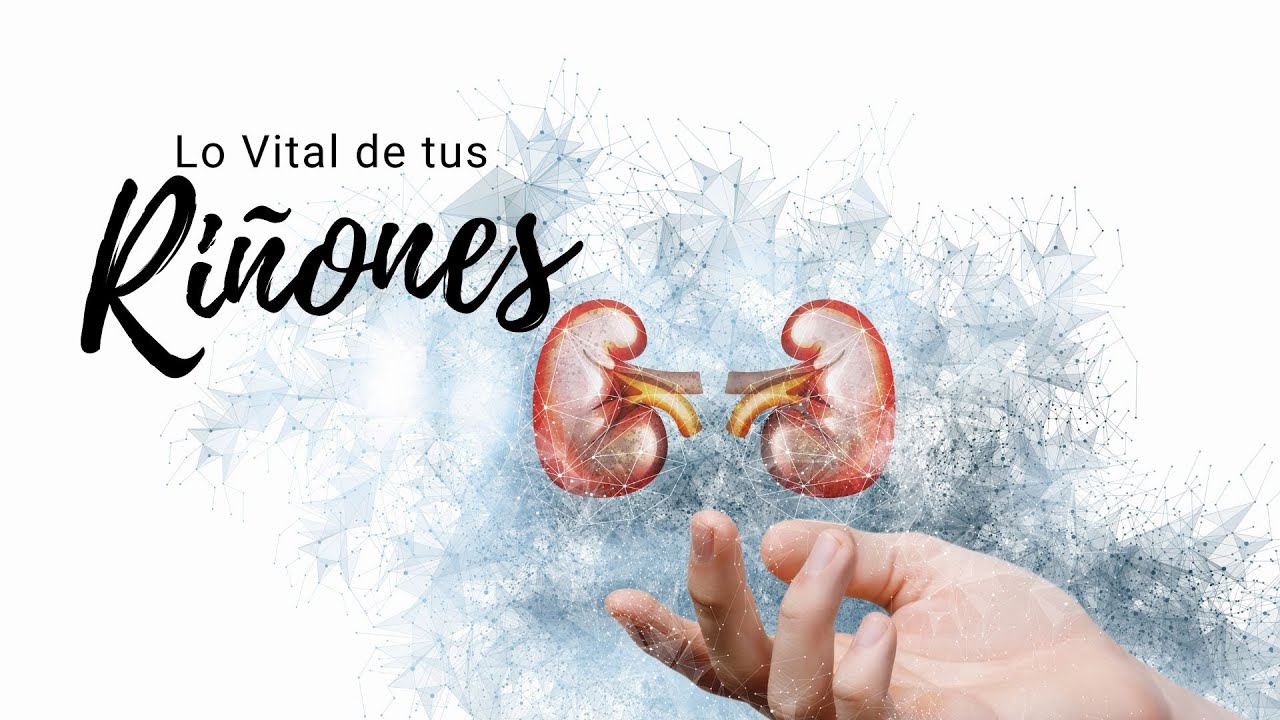 Lo vital de nuestros riñones