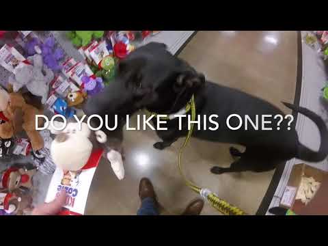 Dog plays with friends and goes shopping!