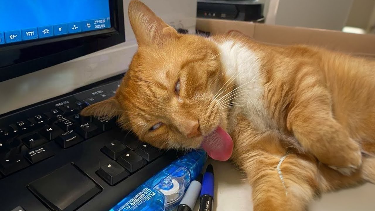 Orange cats typical behavior 🍊😹 Funny Cat Videos 2024