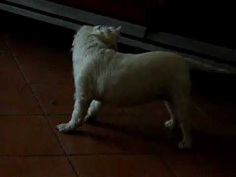 Neve - Caccia alla pappa