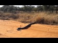 Huge Python Seen In Lephalale