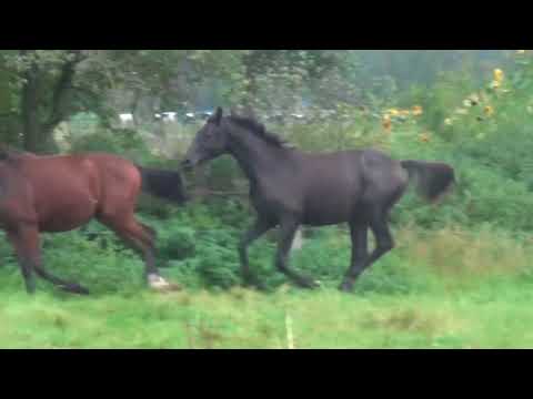 Morricone x Donjour stallion *2016 for sale