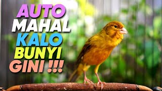 Download lagu Your Bird WILL Be PRICELESS With This Ciblek-Filled Canary Training. mp3