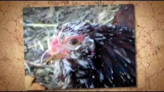 preview picture of video 'Russian Orloff Chickens'