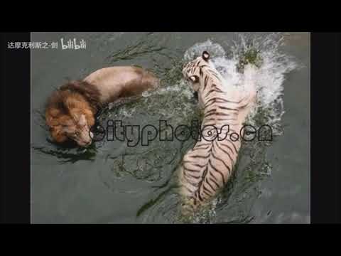 Tiger vs Lion - 18 year old Lion Fanboy lie debunked, It was a Tigress & Male Lion.