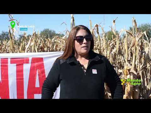 🔵🌽Cañada de Luque: La 17ª JORNADA DE MAÍZ reveló un escenario promisorio para el grano tardío