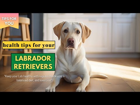 How to Keep Your Labrador Healthy: 10 Essential Tips