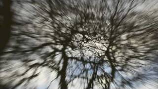 winter forest psychodelic