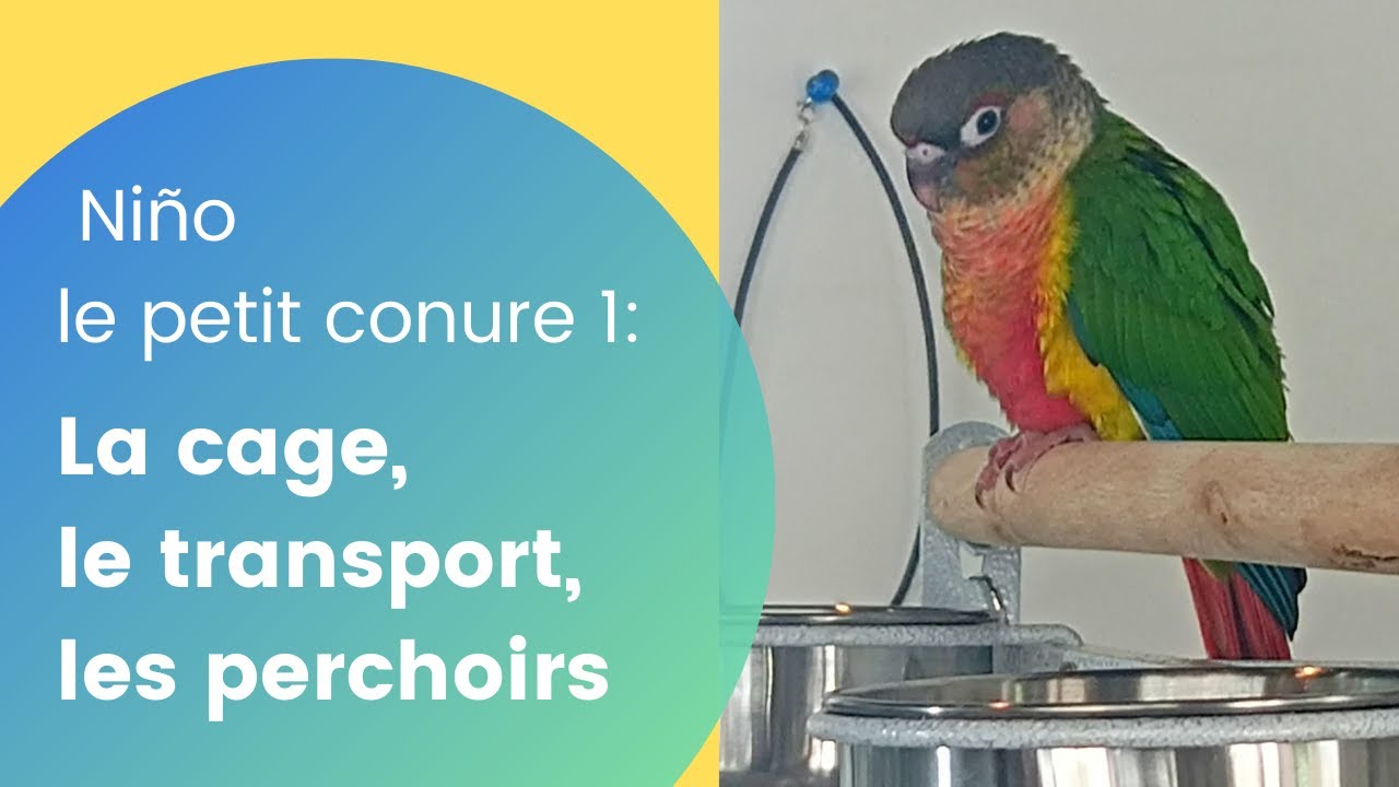 Niño le conure 1: La cage, le transport, les perchoirs