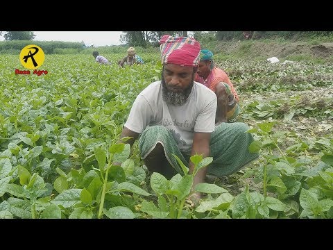 কিভাবে পুঁইশাক চাষ করবেন, সমস্যা, সমাধান,