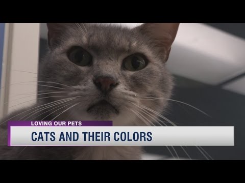 Cats and Their Colors