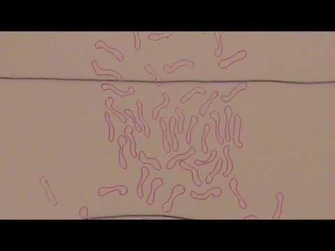 sakata Helicobtir min tiraz sikorsky