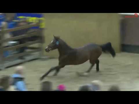 4 y old stallion Cascadello