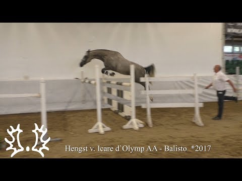 Kat. - Nr. 1 - Trakehner Hengstmarkt 2019 -  Hengst v. Icare d´ Olymp AA - Balisto *2016