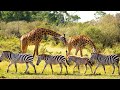Discovery Channel 16 Africa Jungle Wildlife Animal Zebra Hindi Documenary Photography And Videograp