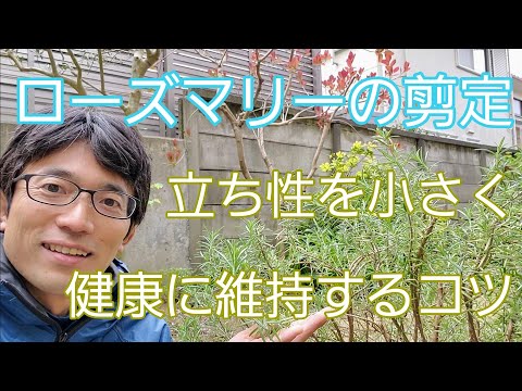 春のオープングラウンドでローズマリーをいつ剪定するか、ビデオ