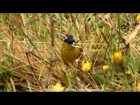Stehlík andský (Spinus spinescens) — starostlivosť, voliéra a kŕmenie