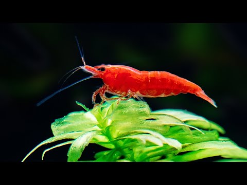 7 Facts About Aquarium Shrimp That Will Surprise You