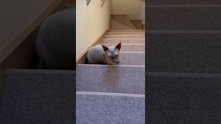鳴きながら階段をかけのぼってきた猫スルタン【スフィンクス】