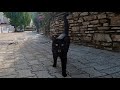 Black Cat Meowing For Food Is So Hungry