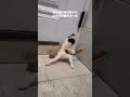 A Strong Country Has Me Cat Big Star Sir Ning S Cat The September 3rd Military Parade Par