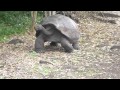 Galapagos Tortoise Walking