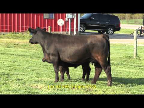 Lot 88 SVF Female 2013 Y228